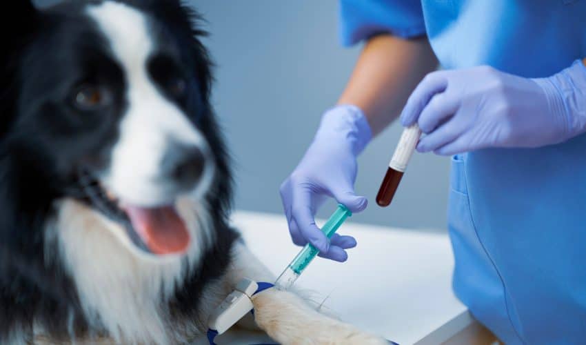 Köpeklerde Kan Grupları ve Kan Nakli Hakkında Bilinmesi Gerekenler