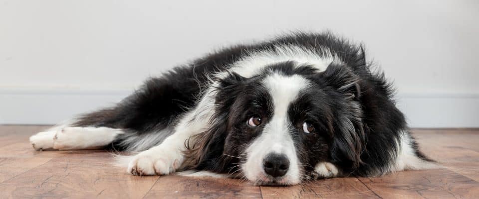 Köpeklerde Ataksi Hastalığı Nedenleri, Belirtileri ve Tedavisi