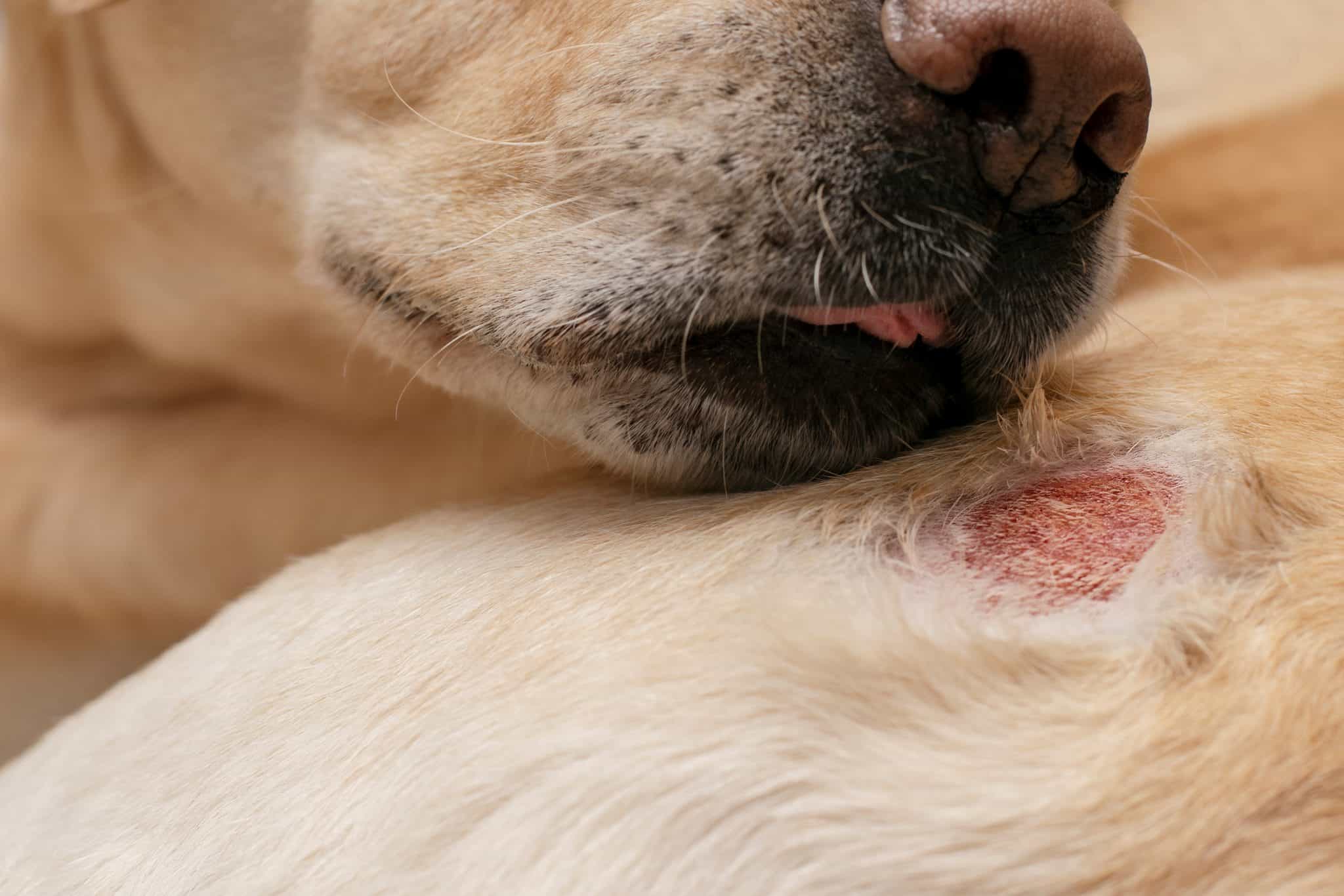 Piyoderma Köpeklerde Piyoderma Belirtiler & Nedenleri ve Tedavisi » Petibom