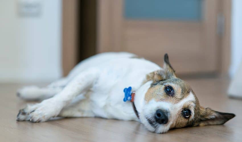 Köpeklerde Trombositopeni Nedenleri ve Tedavisi