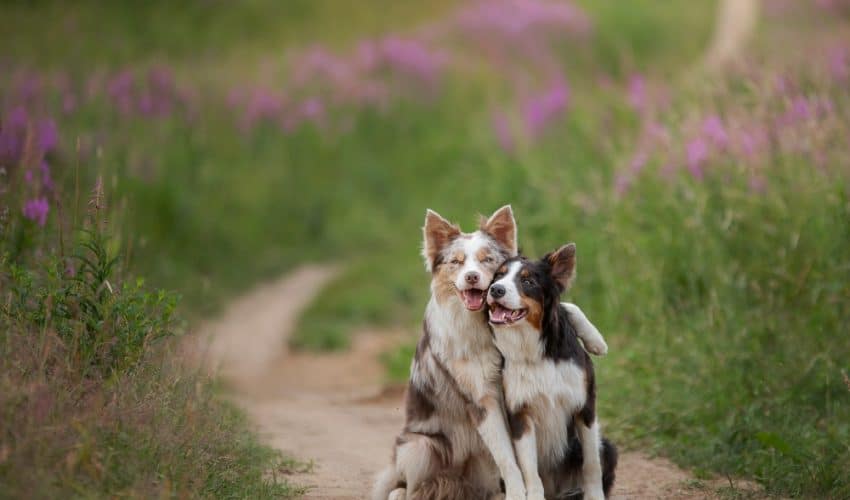 İki köpek sahiplenmek: Avantajları ve Dezavantajları