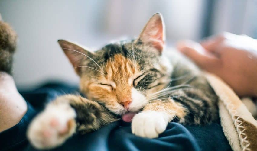 Kediler neden dili dışarıda uyur?