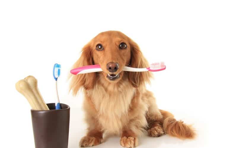 Köpeklerde Diş Bakımı ve Diş Fırçalama