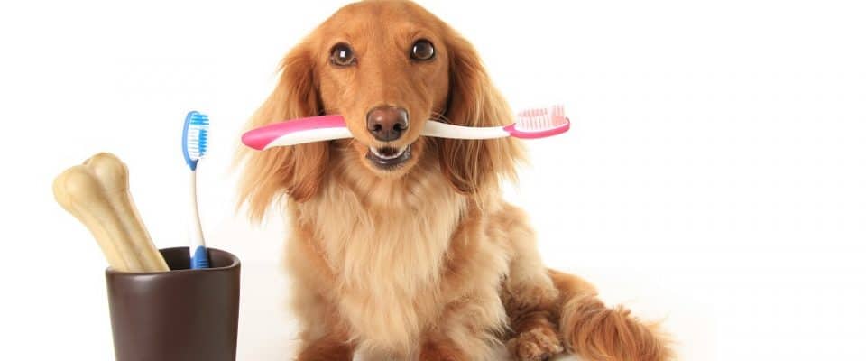 Köpeklerde Diş Bakımı ve Diş Fırçalama