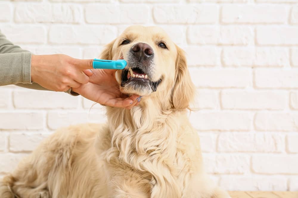 köpek dişi nasıl temizlenir