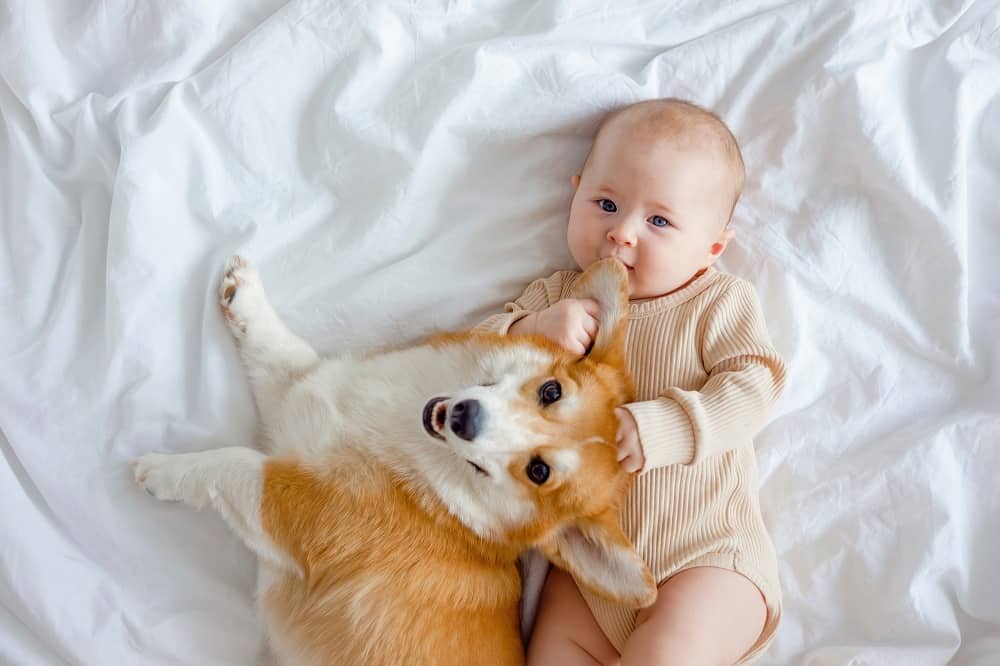 köpek ve bebek