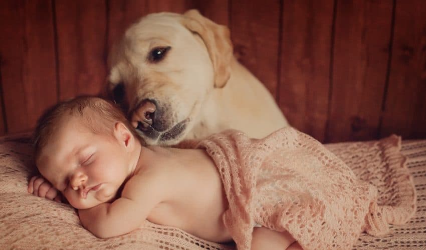 Bebek ve Köpek : İlk tanışma nasıl olmalı?