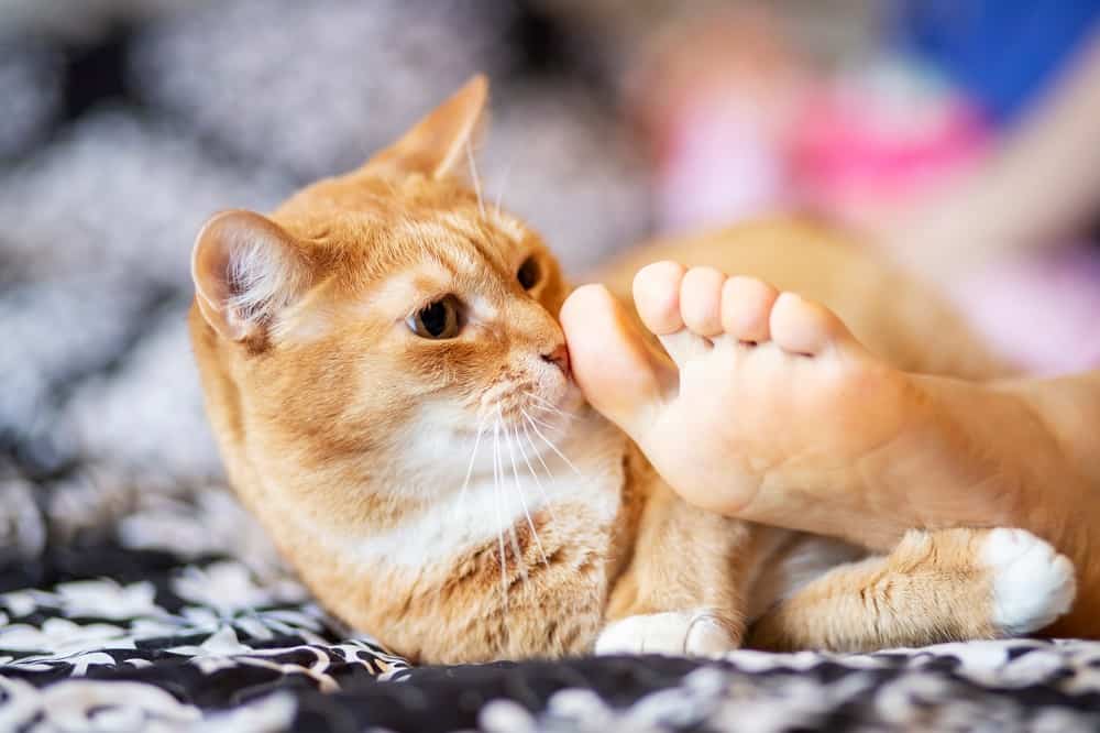 Kediler neden ayak koklar