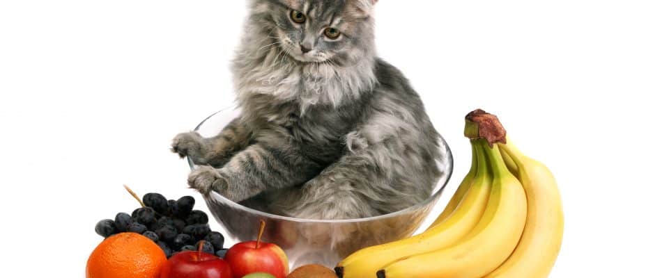 Kedilerin Meyveler ile İlişkisi Nedir? Kediler Meyve Yer mi?