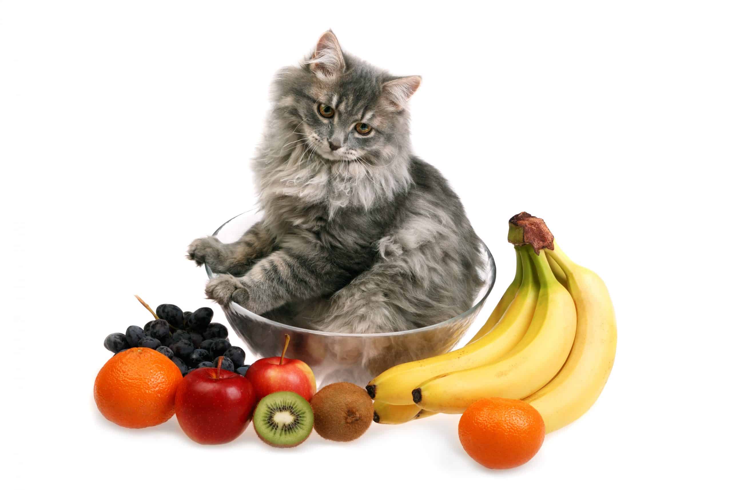 kediler ne kadar meyve yiyebilir