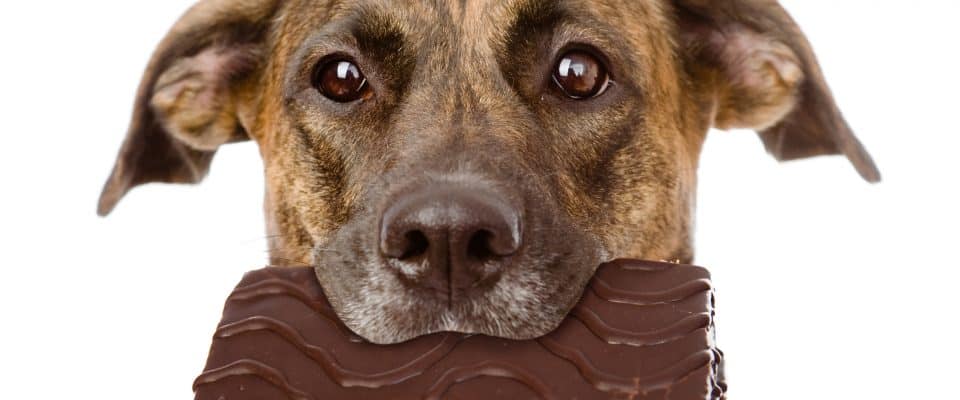 Köpeklerde Çikolata Zehirlenmesi