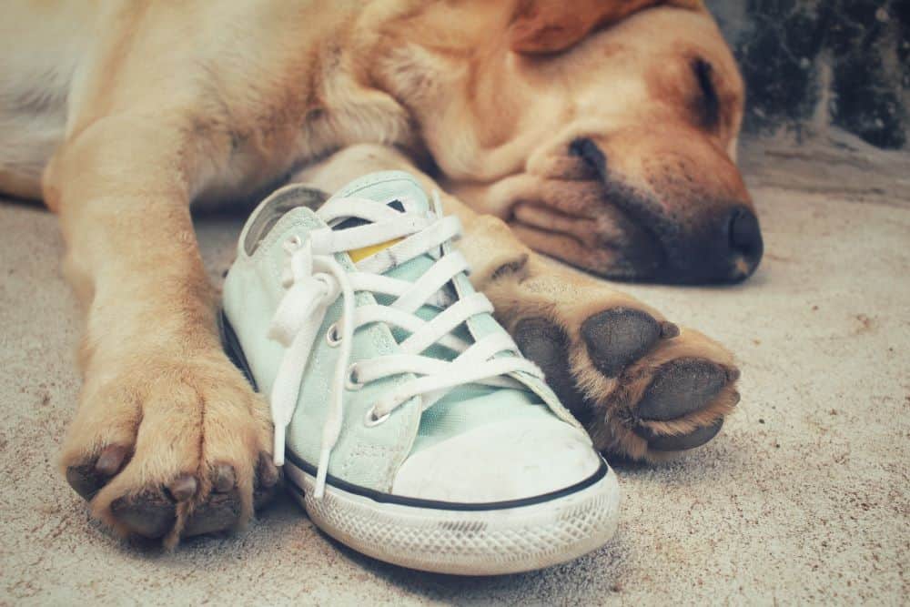 Köpeklerde Ayakkabı Takıntısının Nedenleri