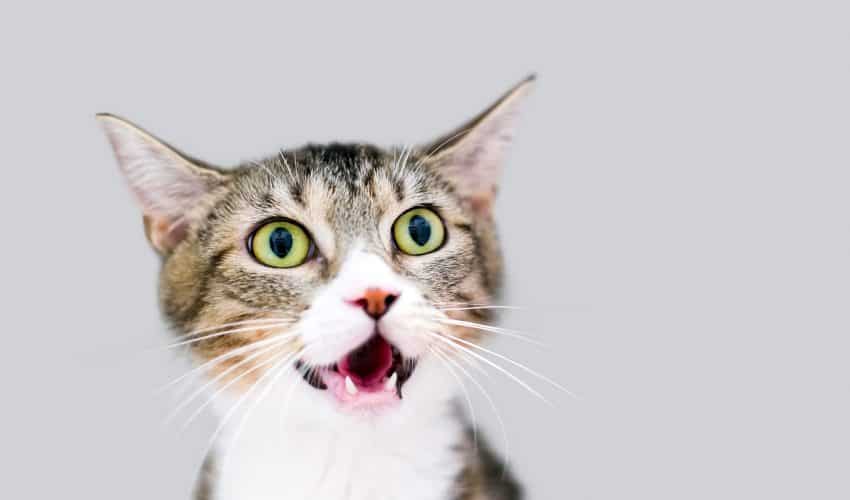 Kedilerde Boğaz Ağrısı Nasıl Anlaşılır? (Farenjit-Larenjit)