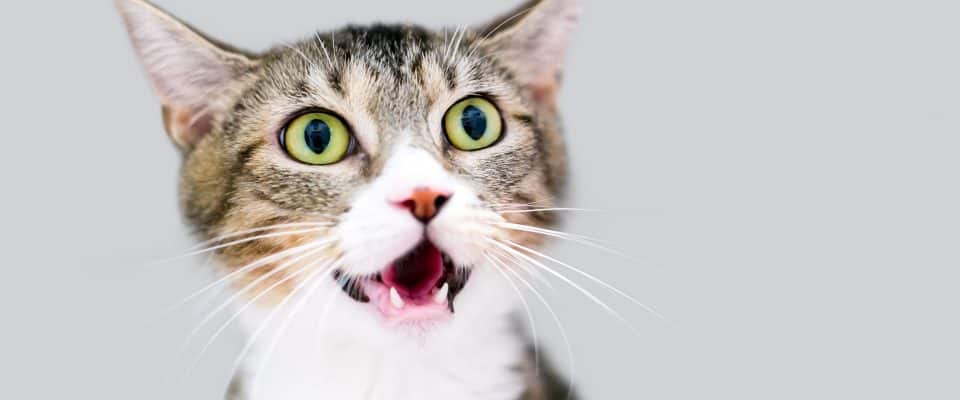 Kedilerde Boğaz Ağrısı Nasıl Anlaşılır? (Farenjit-Larenjit)