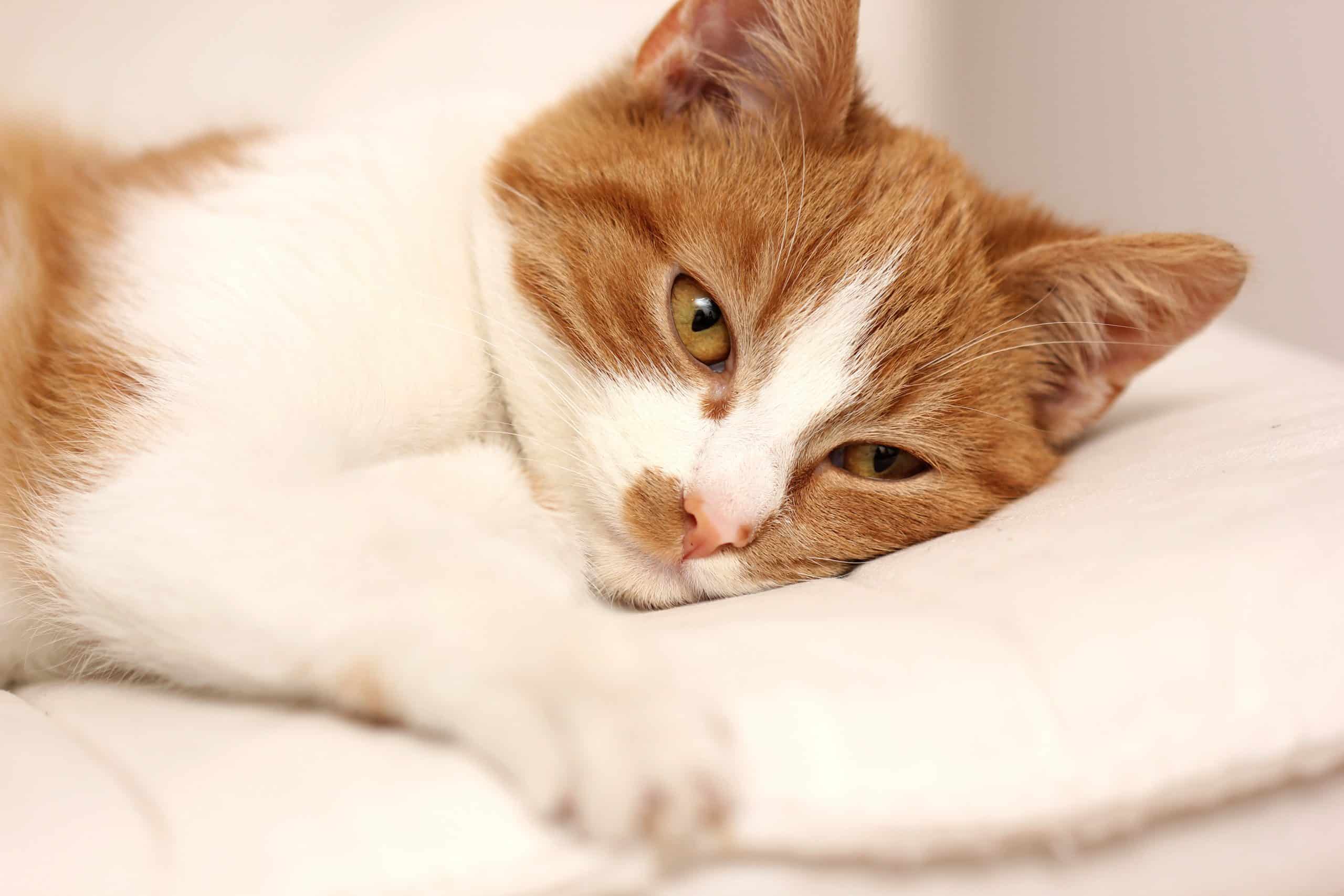 kedilerde boğaz ağrısı larenjit farenjit