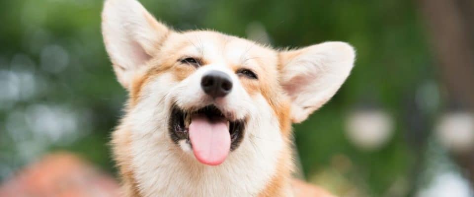 Köpeklerde 12 Mutluluk Belirtisi