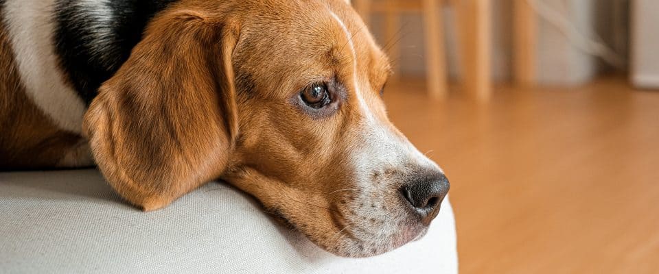 Köpeklerde Bronşit Tedavisi