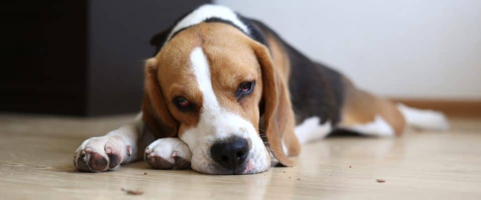 Köpeklerde Cilt Kanseri Türleri ve Tedavisi