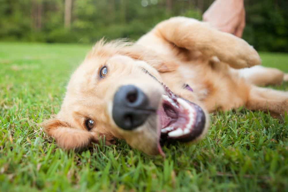 köpeklerde 12 mutluluk belirtisi