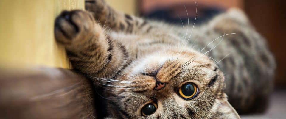 Kedilerde Taurin Eksikliği Belirtileri Ve Nedenleri