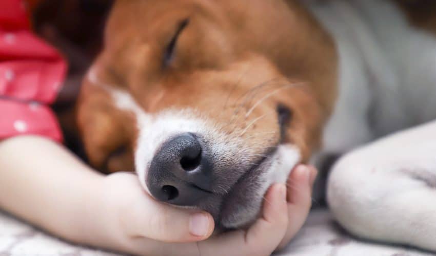 Köpeklerde Kalp Kurdu Hastalığı Tedavisi & Önlenmesi