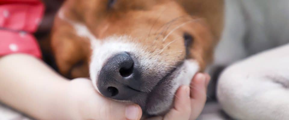Köpeklerde Kalp Kurdu Hastalığı Tedavisi & Önlenmesi
