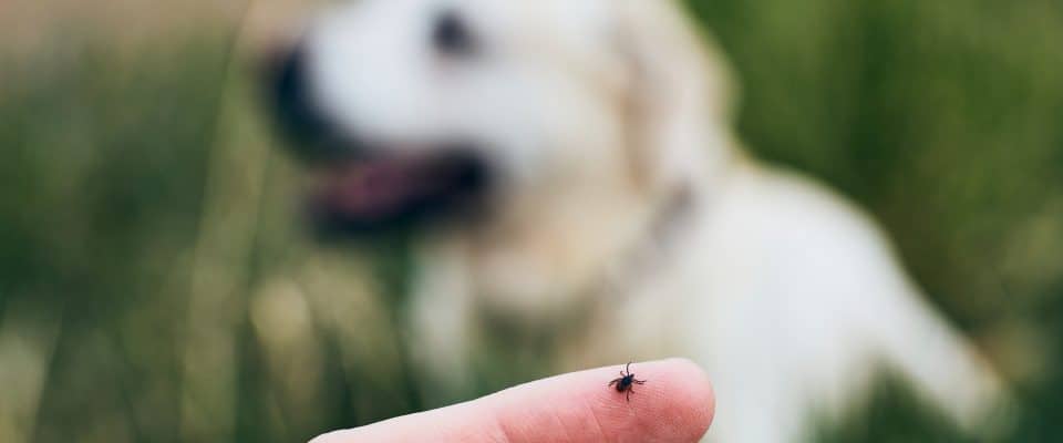 Köpeklerde Lyme Hastalığı Belirtileri ve Önlenmesi