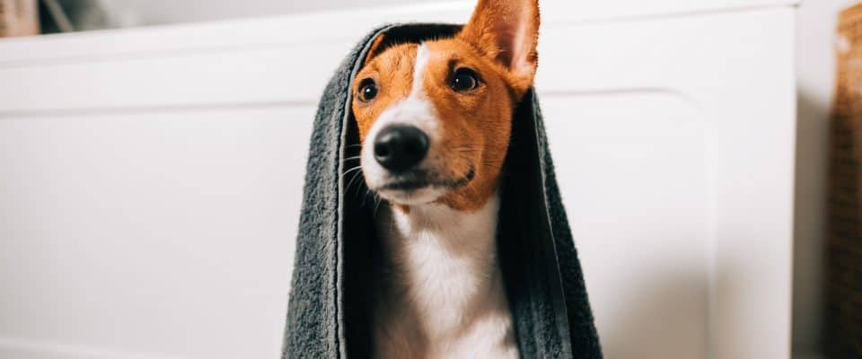Köpeklerde Cilt Kuruluğu Nedenleri & Tedavisi