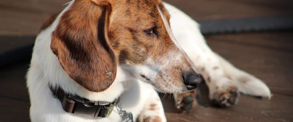 Köpeklerde Lupus Nedenleri ve Belirtileri