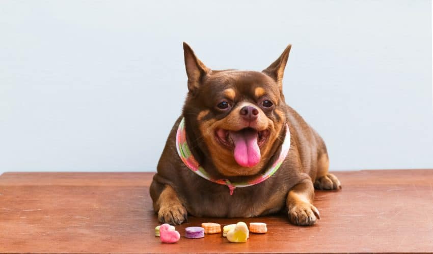 Köpeklerde Hipotiroid Belirtileri ve Nedenleri