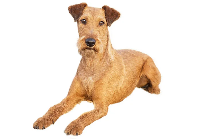 Irısh Terrier (İrlanda Teriyeri)