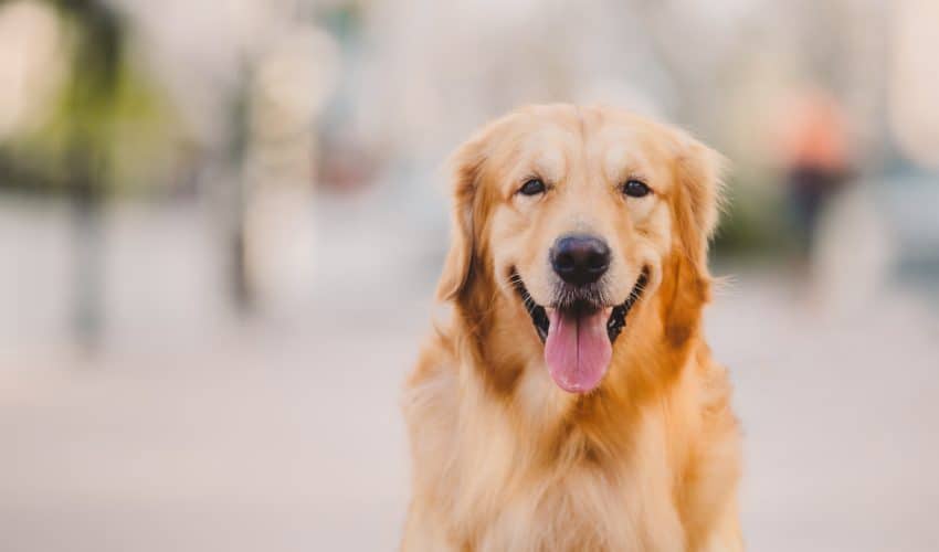 Köpeklerde Horner Sendromu Nedir?: Belirtileri Ve Tedavisi