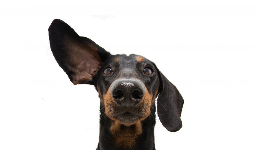 Köpeklerde Kulak Uyuzu Nedenleri & Tedavisi