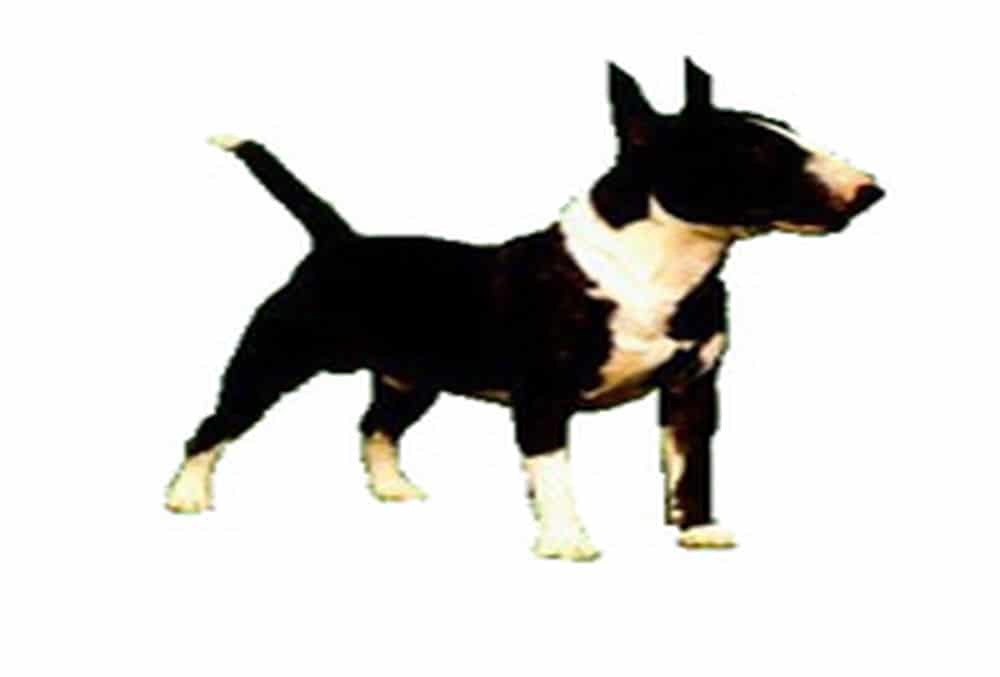 Minyatür Bull Terrier
