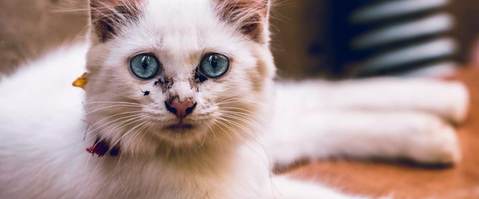 Kedilerde Göz Sulanması Nedenleri ve Tedavisi