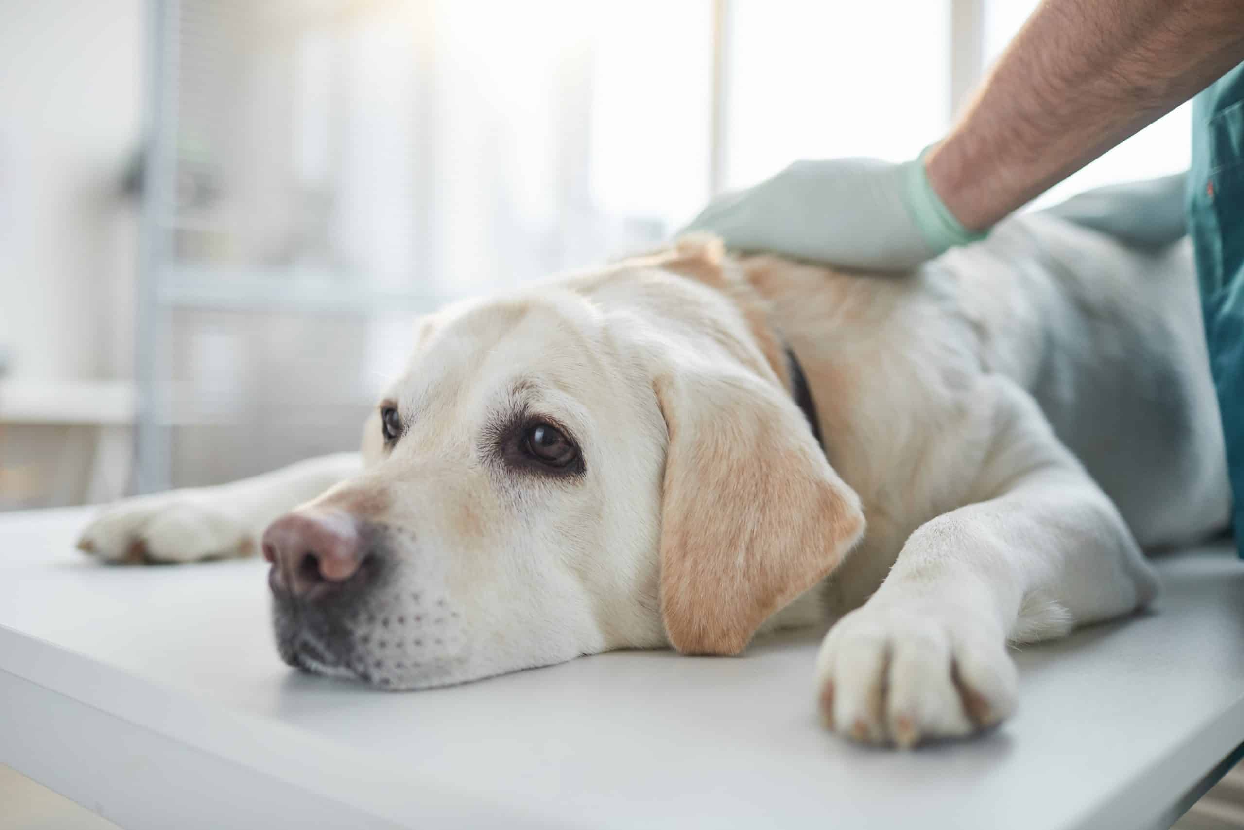 köpeklerde kan bağışı donör