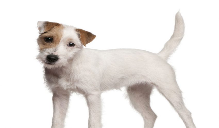 Parson Rusell Terrier