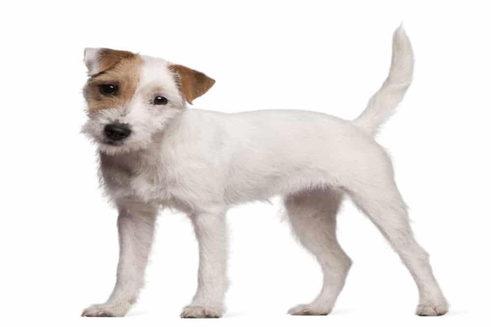 Parson Rusell Terrier