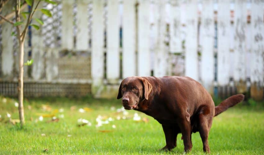 Köpeklerde Rektal Prolapsus Nedir?
