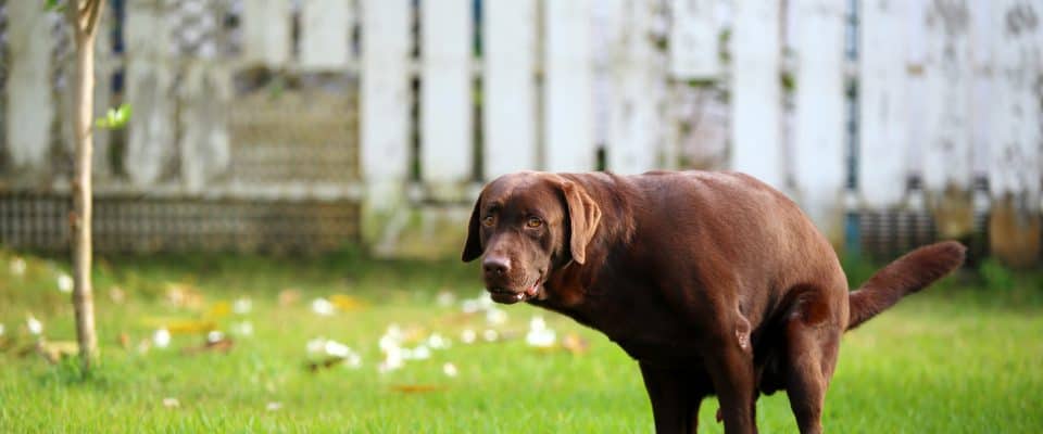 Köpeklerde Rektal Prolapsus Nedir?