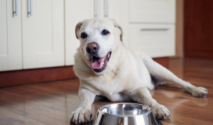 Yaşlanan Köpeklerde Beslenme & Dikkat edilmesi Gerekenler