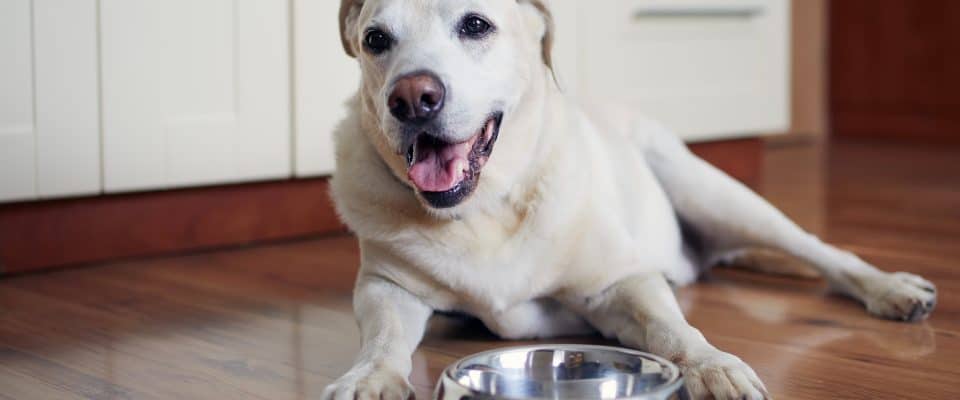 Yaşlanan Köpeklerde Beslenme & Dikkat edilmesi Gerekenler