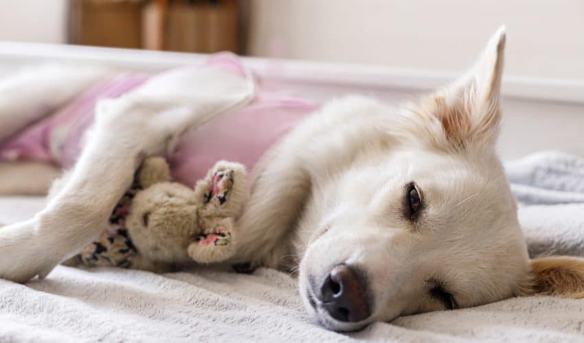 Köpeklerde Piyometra (Rahim İltihabı) Belirtileri ve Tedavisi