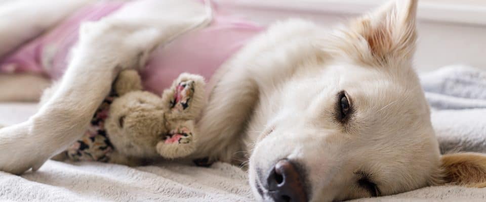 Köpeklerde Piyometra (Rahim İltihabı) Belirtileri ve Tedavisi