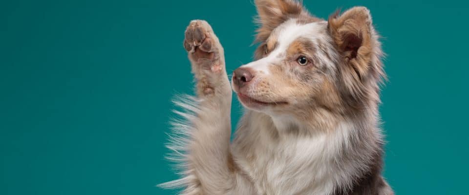 Köpeklerde Pati Şişmesi Nedenleri & Belirtileri