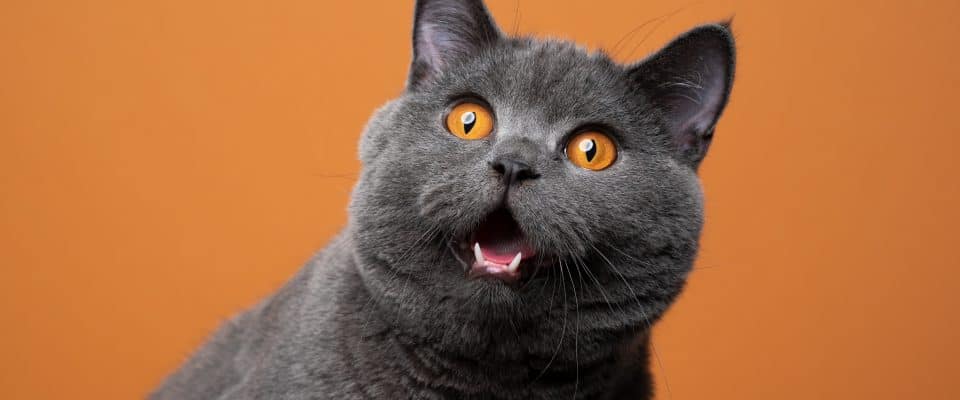 Kedim Nefes Alırken Ses Çıkarıyor? Kedilerde Gürültülü Solunum