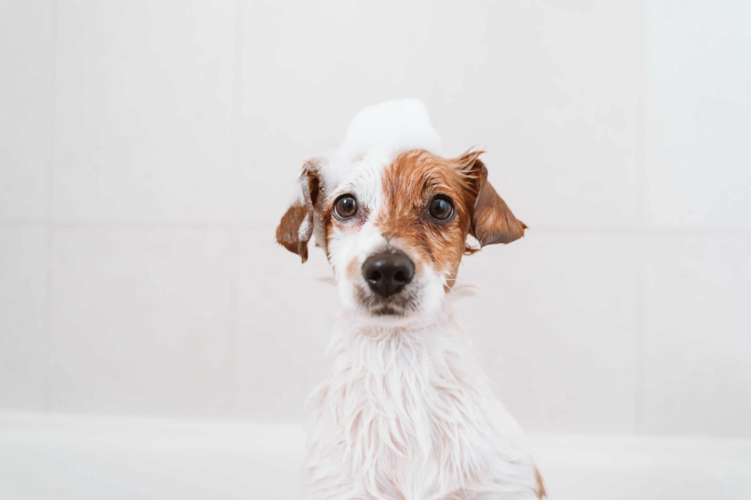 köpek şampuan yıkama