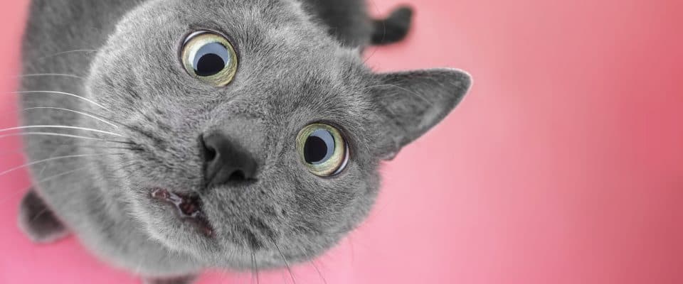 Kedilerin Gözleri Neden Büyür?
