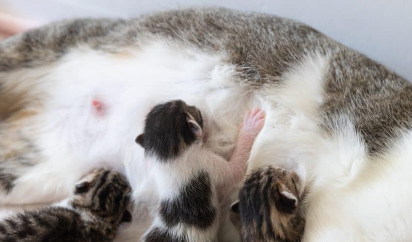 Kedilerde Doğum Sonrası Kanama Nedenleri ve Tedavisi