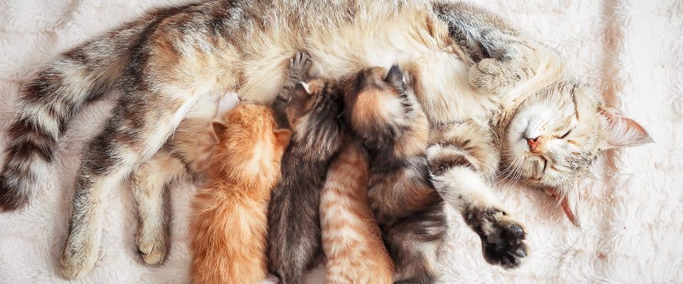 Doğum Yapan Kedi Ne Kadar Süre Sonra Kısırlaştırılır?
